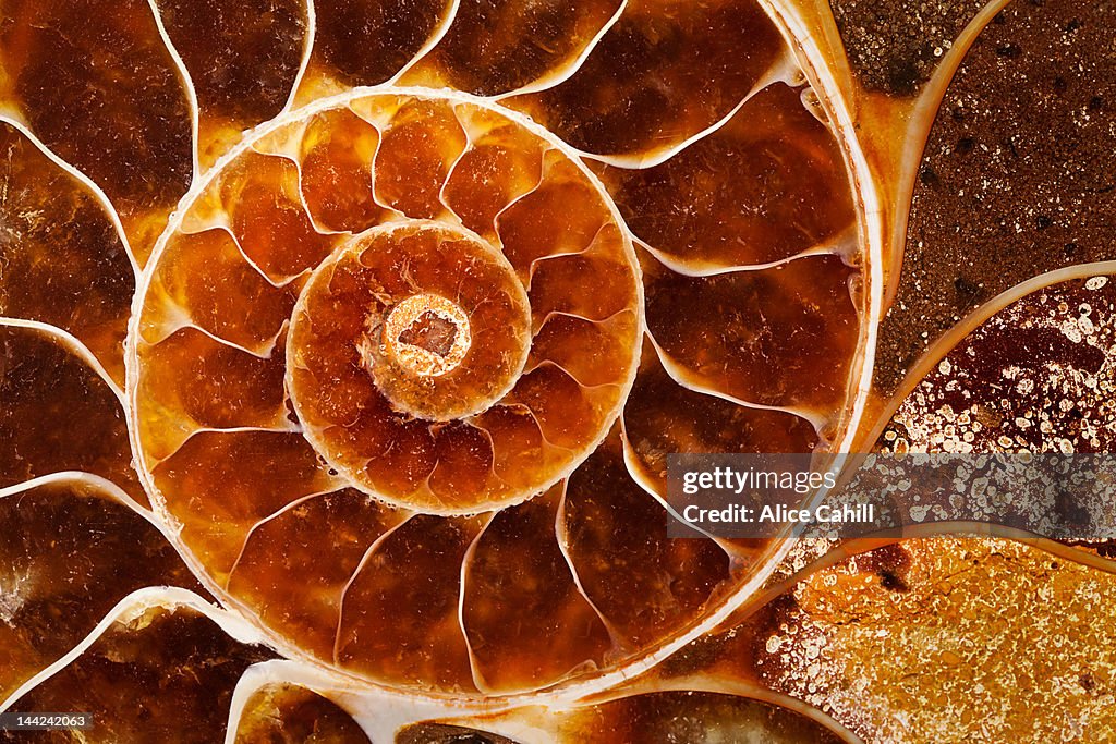 Cut of  fossil Nautilus shell