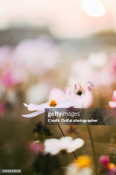 flower background - chrysanthemum fotografías e imágenes de stock