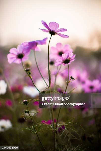 flower background - leaf close up stock pictures, royalty-free photos & images