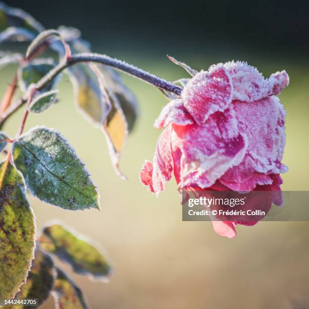 Frost Effect Roses 848 Frost Roses Stock Photos, High-Res Pictures, and Images - Getty Images