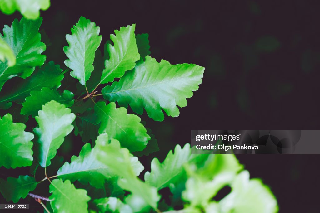 Oak leaves on a branch close-up