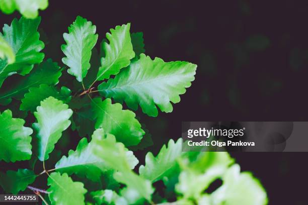 oak leaves on a branch close-up - live oak stock pictures, royalty-free photos & images