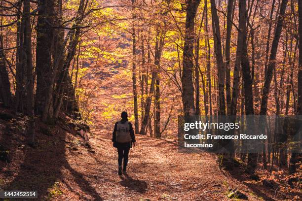 forest in autumn, foliage and woman walking - parque nacional de abruzzo fotografías e imágenes de stock