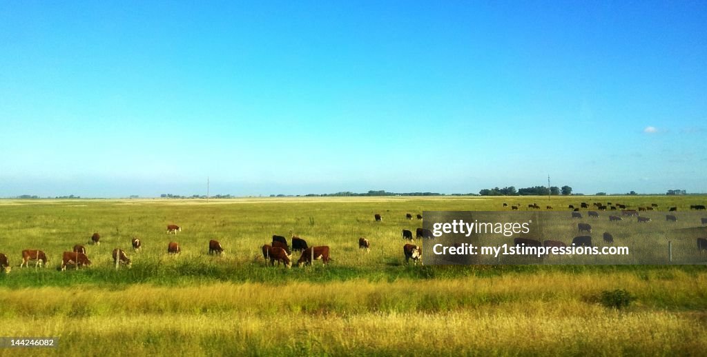 Herd of cattle grazing on grass