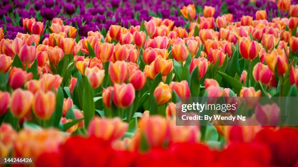 hong kong flower show - flower show stock pictures, royalty-free photos & images