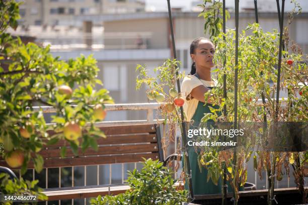 woman looking at the tomato plants in the rooftop city garden - rooftop farm stock pictures, royalty-free photos & images