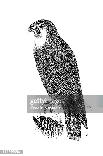 Merlin (Falco columbarius) Merlin (Falco columbarius)