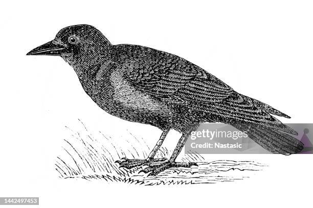 109 Rook Drawing Stock Photos, High-Res Pictures, and Images - Getty Images