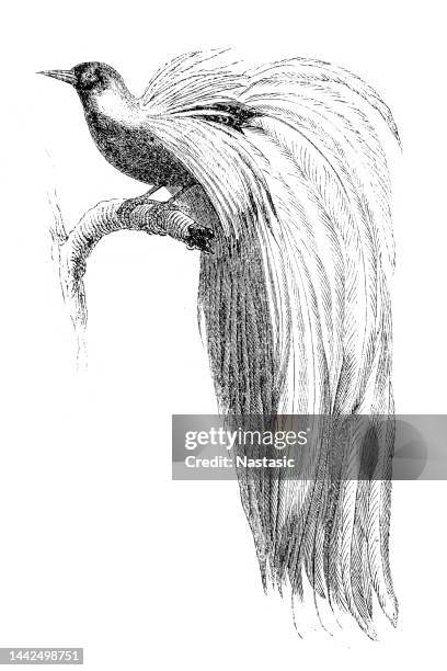 bird of paradise - bird of paradise stock illustrations