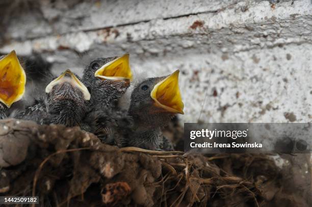 Michael Rondini Rondini Photos and Premium High Res Pictures - Getty Images