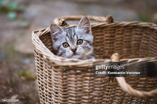 cute stray kitten peeking out of the basket. a non-pedigreed cat, blurred background. caring for homeless pets, cat shelters concept. selective focus. - shelter cat photos et images de collection