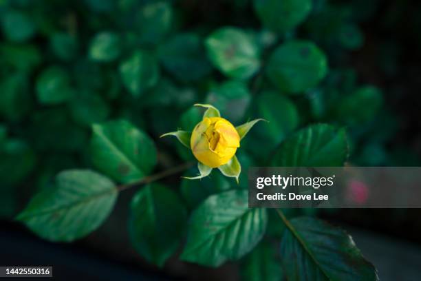 yellow rose - yellow rose stock pictures, royalty-free photos & images