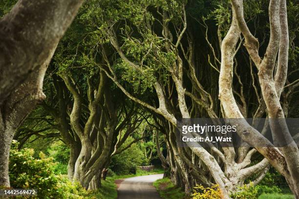 scenic road running through trees in the countryside - copse stock pictures, royalty-free photos & images