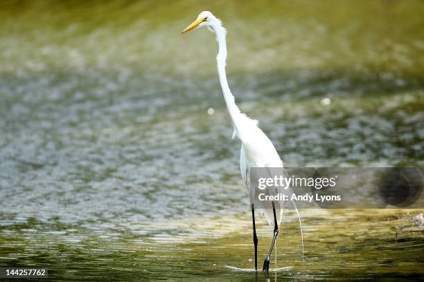 White heron is seen during the third round of THE PLAYERS Championship held at THE PLAYERS Stadium course at TPC Sawgrass on May 12, 2012 in Ponte...