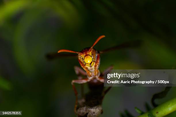 close-up of insect on plant - feldwespe stock-fotos und bilder