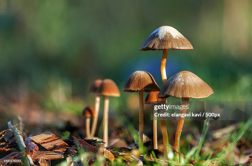 Landscop on mushroom umperla style natural and beautiful,India