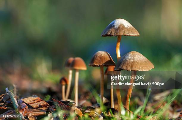 landscop on mushroom umperla style natural and beautiful,india - fly agaric mushroom - fotografias e filmes do acervo