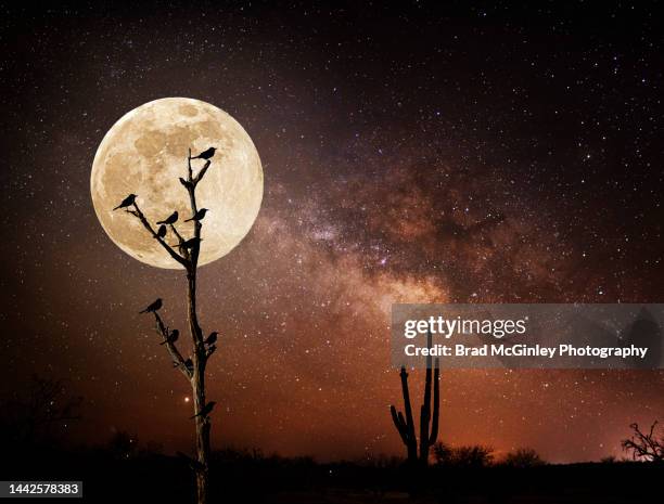 art with full moon ravens and the milky way - astronomy bird stock pictures, royalty-free photos & images