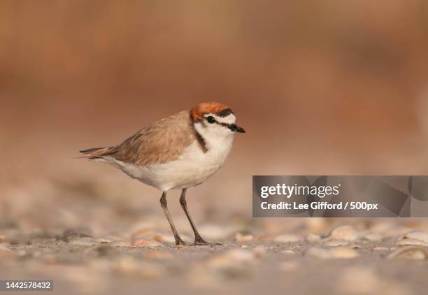 close-up of plover perching on sand,perth,western australia,australia - little ringed plover stock pictures, royalty-free photos & images