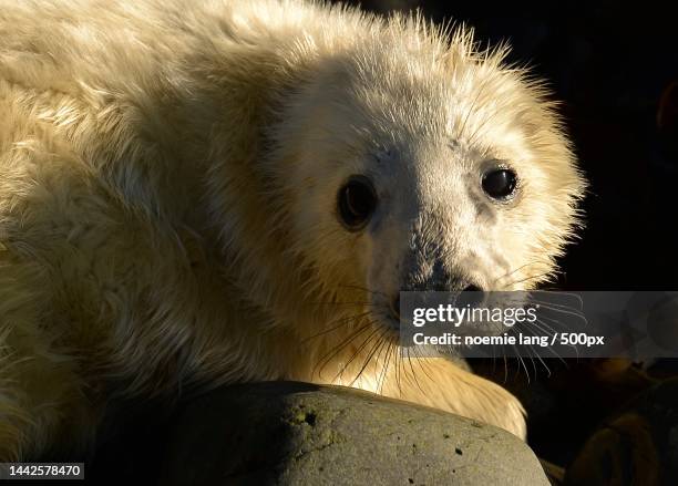 close-up portrait of sea lion,argyll and bute,united kingdom,uk - argyll and bute stock-fotos und bilder