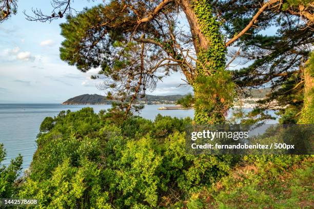 trees by sea against sky,vivero,lugo,spain - vivero - fotografias e filmes do acervo