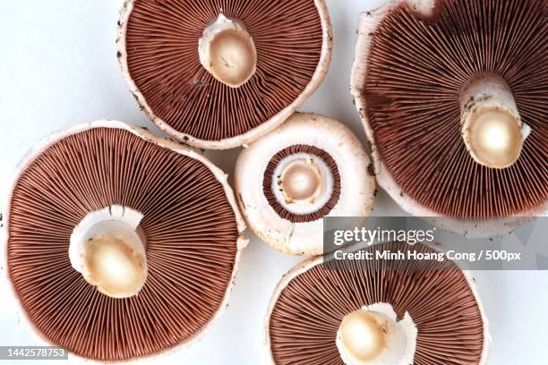 directly above shot of mushrooms on white background,france - champignon stock-fotos und bilder