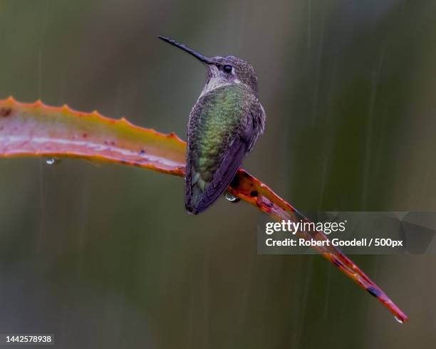 close-up of hummingrufous perching on plant,montecito,california,united states,usa - braunschwanzamazilie stock-fotos und bilder