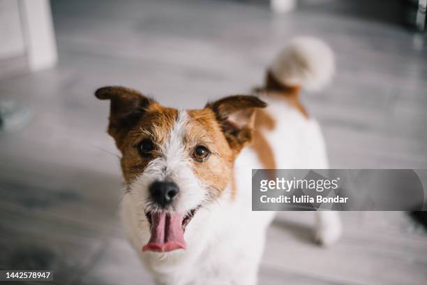 jack russell  dog playing at home - jack russel terrier bildbanksfoton och bilder