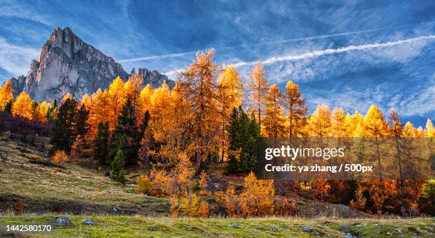 scenic view of trees on field against sky,passo di giau,colle santa lucia,belluno,italy - colle santa lucia stock pictures, royalty-free photos & images