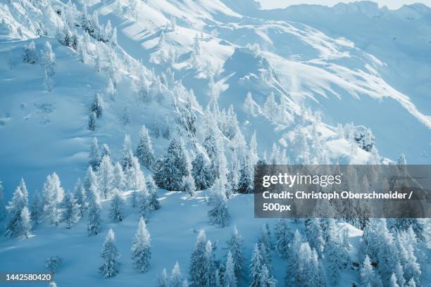 snow covered trees in winter wonderland landscape,gastein,salzburg,austria,bad gastein - bad gastein stockfoto's en -beelden