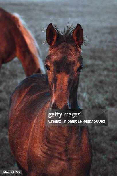 portrait of thoroughbred horse standing on field,brittany,france - bay horse stockfoto's en -beelden