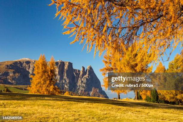 bunter herbst auf der seiser alm - herbstlaub stock pictures, royalty-free photos & images