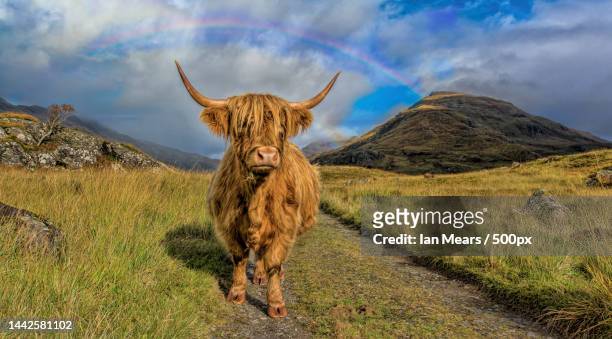 portrait of highland cattle standing on field against sky - highland cow stockfoto's en -beelden