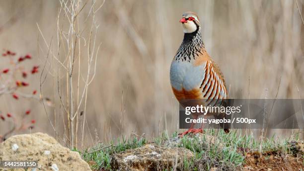 close-up of grouse perching on rock,tirgo,la rioja,spain - rock partridge stock pictures, royalty-free photos & images