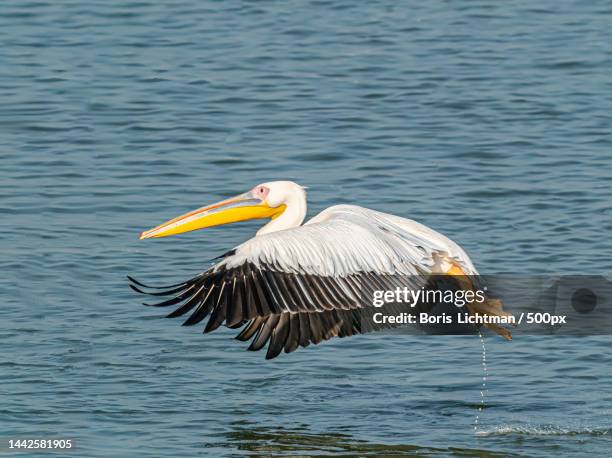 close-up of gray heron flying over lake,israel - pelican stock pictures, royalty-free photos & images