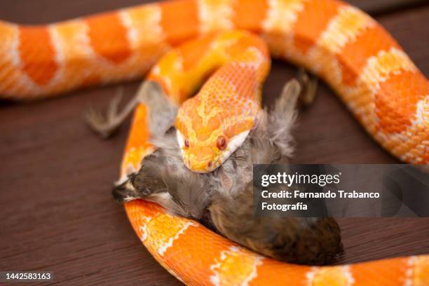 snake eating a bird - corn snake stockfoto's en -beelden