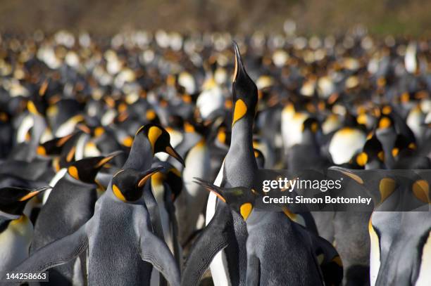 emperor penguin colony - rookery stockfoto's en -beelden