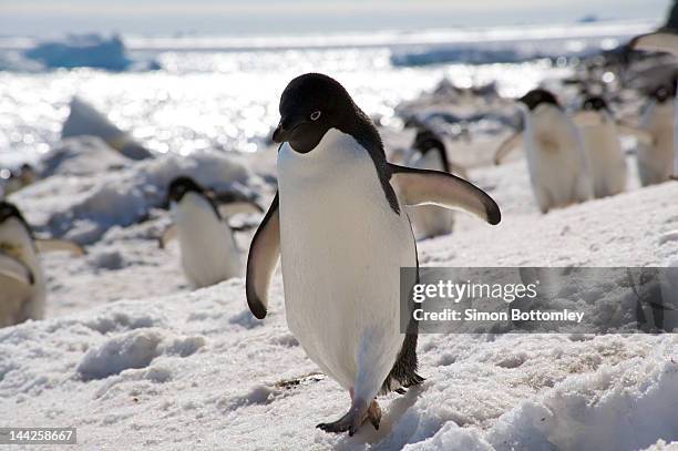 adele penguin - adelie penguin stock-fotos und bilder