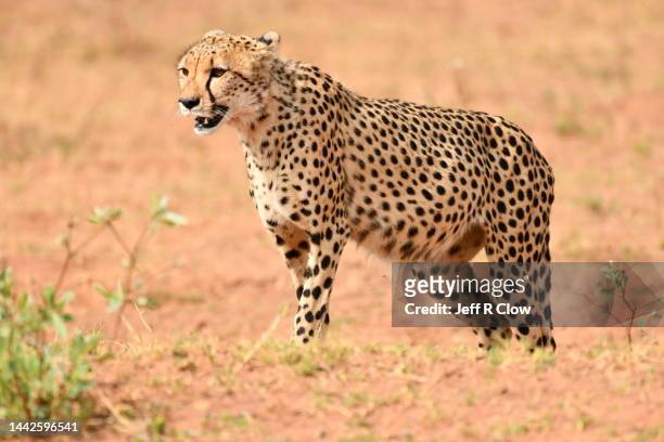 wild cheetah standing at a kill site in south africa - afrikaans jachtluipaard stockfoto's en -beelden