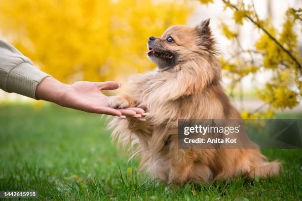 the little dog gives his paw to the owner - long haired chihuahua stock-fotos und bilder