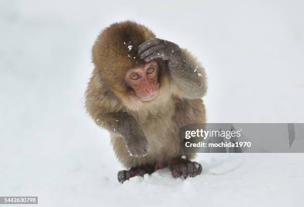 snow  monkey - funny snow stock-fotos und bilder