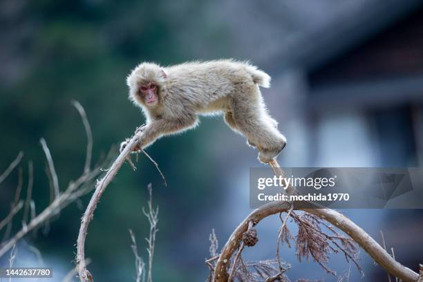 snow  monkey - jigokudani monkey park stock pictures, royalty-free photos & images