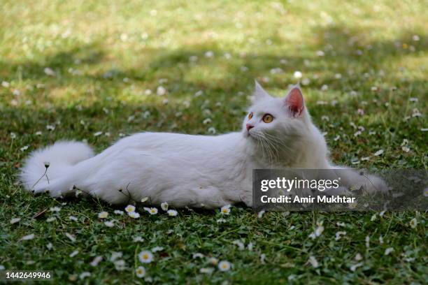 side view of a turkish angora cat lying on lush green daisy flowers garden and looking up. - angora cat stockfoto's en -beelden