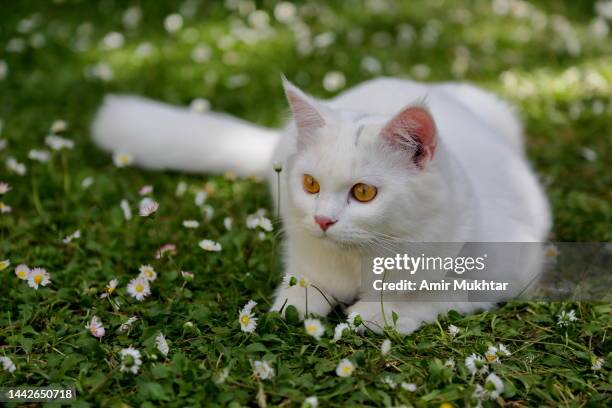 one turkish angora cat sitting or lying on daisy flowers garden. - turkisk angora bildbanksfoton och bilder