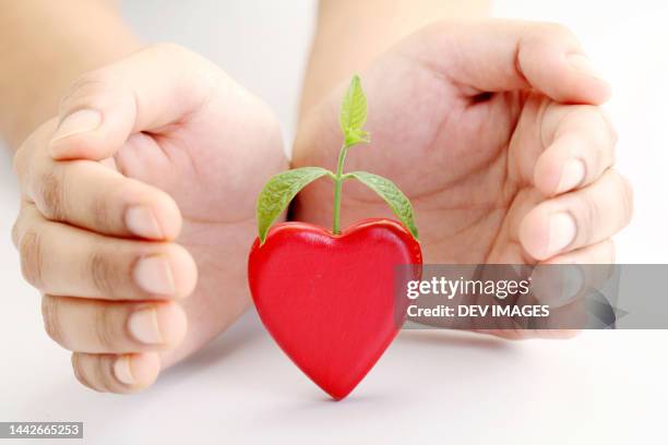 hands protecting green baby plant growing from heart shape - freshness guard stock pictures, royalty-free photos & images