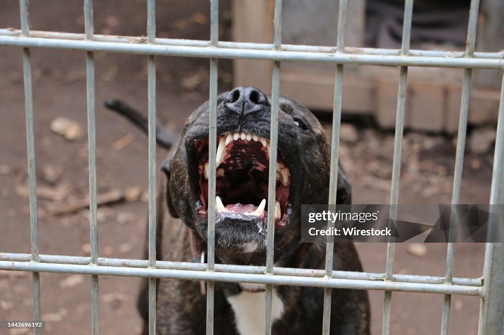Pitbull aterrador con grandes colmillos; Un perro rabioso detrás de la valla de metal