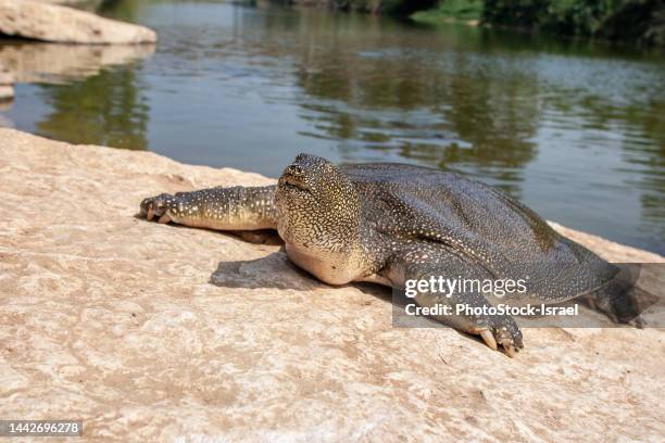 african softshell turtle (trionyx triunguis). - spotted turtle stock pictures, royalty-free photos & images