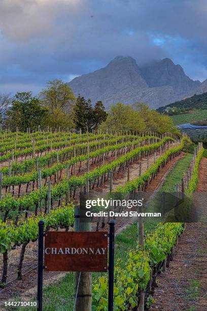 An evening view of Delaire Graff wine estate's Terraced Chardonnay vineyard block on October 3, 2022 in Stellenbosch in South Africa's Western Cape...