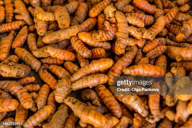 scattering of turmeric roots. - curcuma photos et images de collection