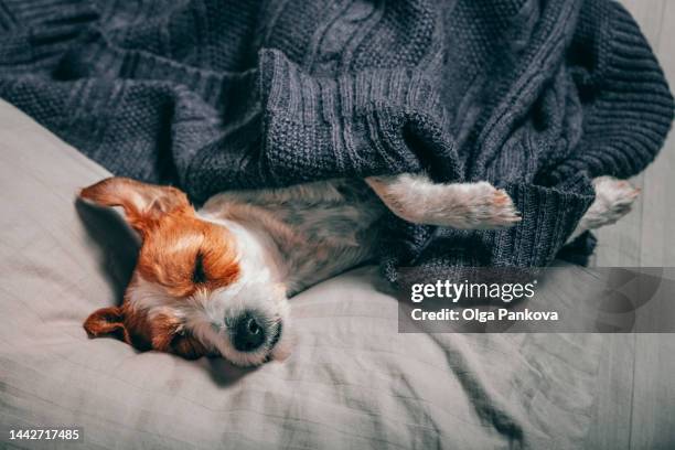 jack russell terrier dog cozy sleeping under a blanket - heat illness stock pictures, royalty-free photos & images